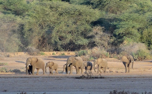 盜獵猖獗　唐獎得主砸千萬組巡守隊　非洲再現象群生機