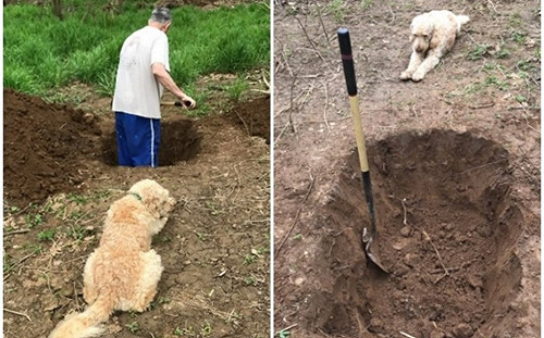 遭獸醫誤診要安樂死　狗狗看主人替自己挖墳