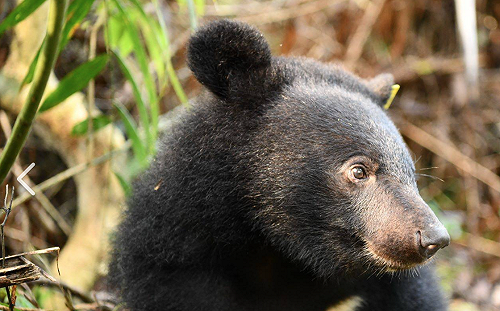 （影）台灣黑熊小寶寶長大啦！半夜樹上「便便」好萌呀