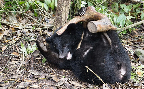 從6KG到40KG！南安小黑熊要回家　保育協會：好像嫁女兒