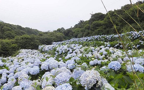 賞完海芋別忘了它！陽明山繡球花下週浪漫登場