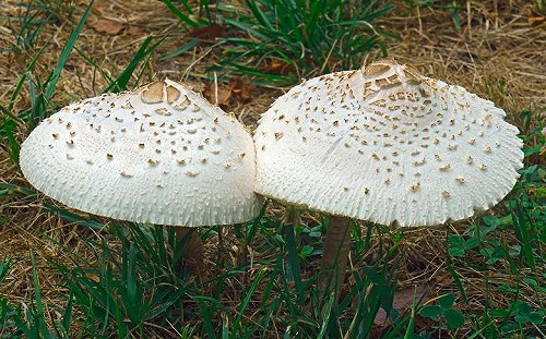 踏青出遊請小心！路邊野菇別亂吃