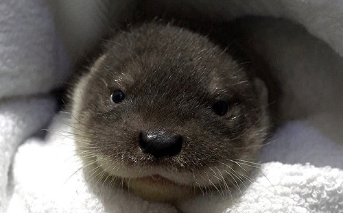 北市動物園水獺妹妹出生將滿2月 萌度爆表隨時可望見客