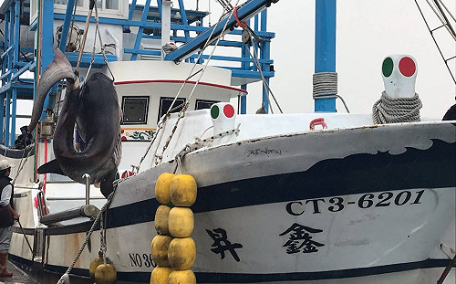 全球不到100尾！花蓮外海捕獲612公斤罕見巨口鯊