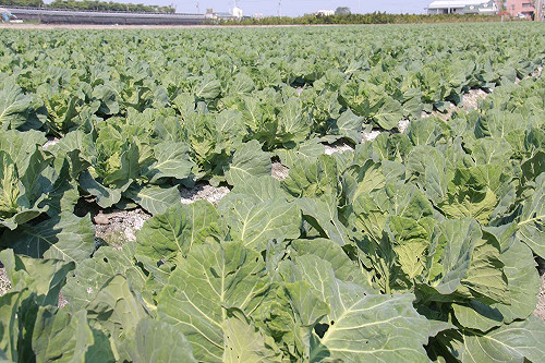 高麗菜一顆要價200元？農委會：正常現象