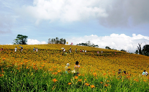 賞鯨又賞花！夏秋之際搭台鐵這樣玩