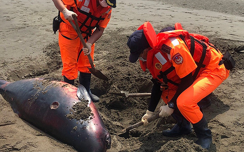 侏儒抹香鯨苗栗擱淺亡！死因待釐清