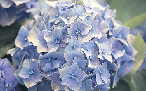 陽明山繡球花季5/18正式開跑！9處熱門賞花點大公開