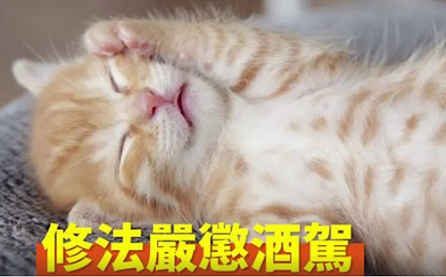 （影）政院宣導片以幼貓「賣萌」 2小時被分享逾3千次