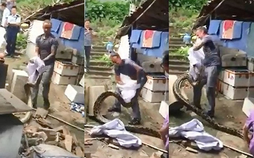 天氣熱蛇出沒！香港驚現4公尺巨蟒　蛇王搏鬥成功收服(影)