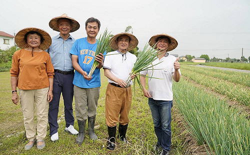 戴斗笠下田拔蔥、挑蔥 三星農民祝王金平「蔥滿勝蒜」