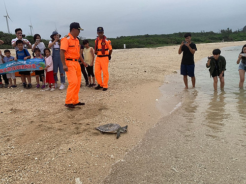 終於能回家！恆春成功野放2救傷康復海龜