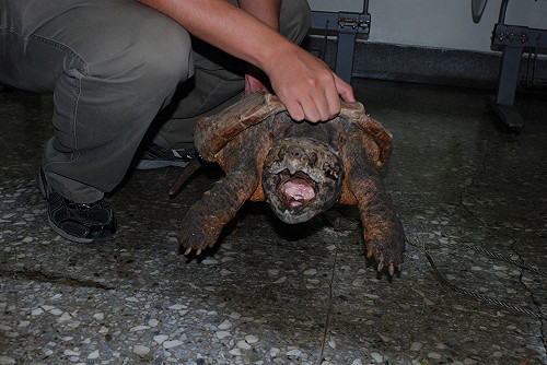 擔心烏龜遭「路殺」熱心帶回家？動保處：無傷就地野放即可