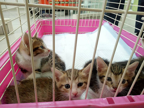 領養不必非去動物之家！新北37認養小棧4年送養3千犬貓