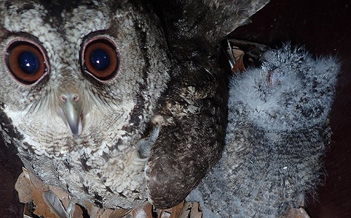超暖心！產學合作推「鳥居營」復育領角鴞