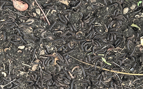 (影)嚇壞寶寶了！成千上萬隻節肢動物馬陸爬滿地