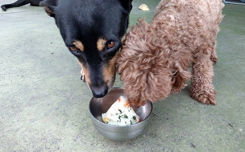 毛孩也要慶端午！2種「寵物鮮食粽」做法報你知