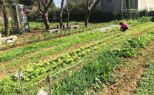 體驗都市農耕　中市「環保農園」免費承租開放報名