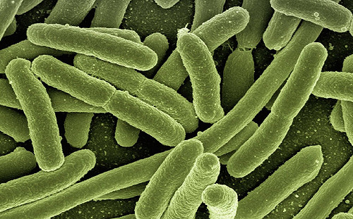 吃蛋誤食沙門氏桿菌？醫師：「敏感族群」恐器官衰竭喪命