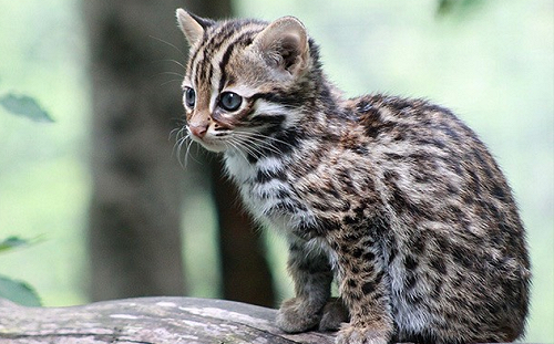 「不用叫爸爸也不用叫爺爺」 館長點名「國民黨苗栗議員」救石虎