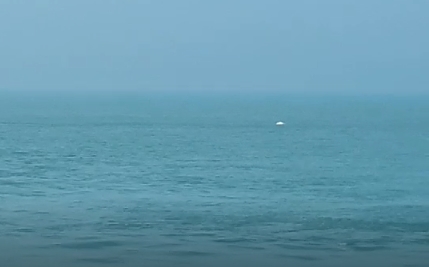 大潭藻礁驚見白海豚！環團籲中油三接開發案停工