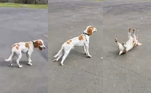 狗狗患罕疾！看到鴨群好興奮　竟整個僵硬昏倒(影)