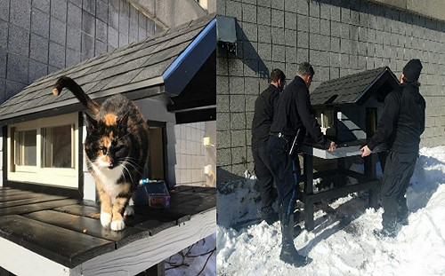 浪貓擄獲特勤隊員的心　變身警局一姐並得到豪華貓屋
