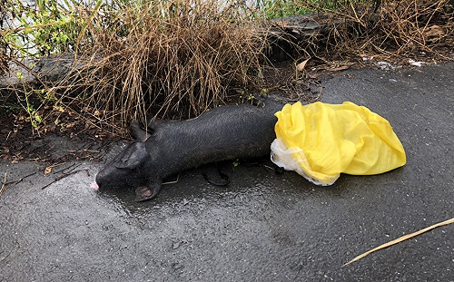 好險！屏東內埔驚見11豬屍 非洲豬瘟檢驗成果呈陰性