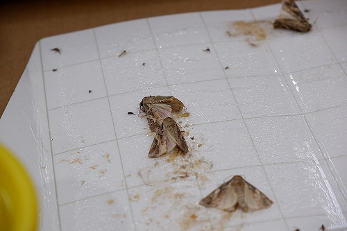 馬祖捕獲首例秋行軍成蟲！全台持續強化檢疫措施