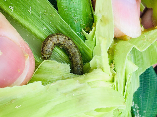 台中清水外埔也淪陷  秋行軍蟲入侵！