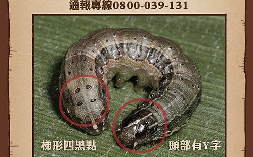 懸賞捉拿秋行軍蟲 蘇貞昌:抓起來就有一萬元獎金