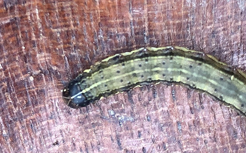 剩嘉義市未淪陷！防檢局憂秋行軍蟲已在台灣繁衍