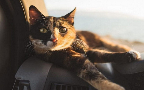 (影)露營車情侶不捨親人浪貓　折返讓牠加入旅行世界的一員