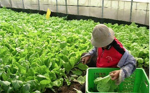 福建台籍科技特派員爭議大 農委會約談16名成員