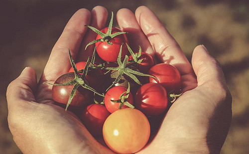 番茄、檸檬不該吃？「3大惡習」拖成你的胃食道逆流