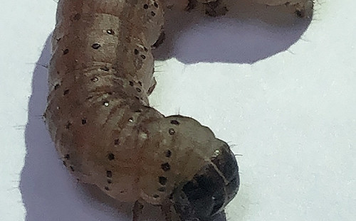 驚！危機升高  基隆也發現首例秋行軍蟲