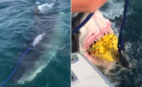 出海釣到大白鯊漁夫超High！血盆大口一開鮪魚直接不見