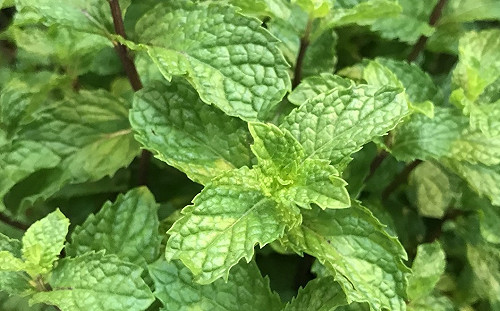 來杯香草茶清涼一夏！最適合初學者種植的2種香草