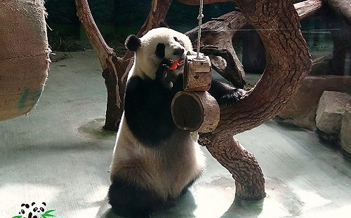 加拿大遣返肺炎疫情受災戶「支那熊貓」  中國:純屬藉口