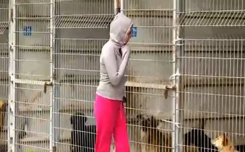 善心女子無法決定要帶走哪隻狗狗　索性霸氣買下收容所