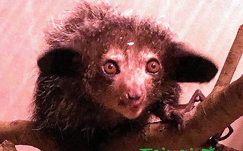 動物園添新夥伴！馬達加斯加特有種「指猴」驚艷亮相