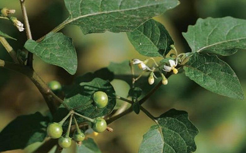 野花野草別亂吃！帶你認識食物與毒物的距離