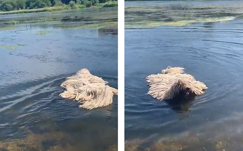 河中飄「拖把」下秒驚見臉浮出　真相神展開：超療癒