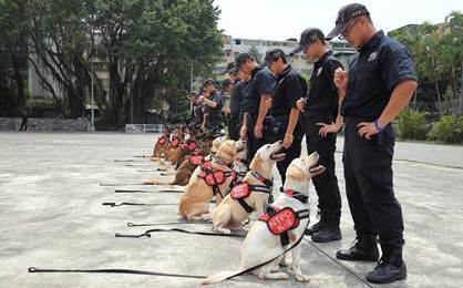 動保處為警犬健康把關 讓警犬隊順利執勤