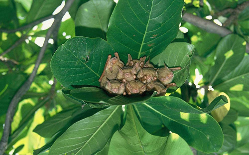 跟著達人腳步　尋找神秘蝙蝠