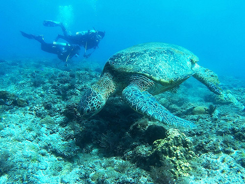 高鐵首推小琉球交通聯票  海陸交通一次搞定！