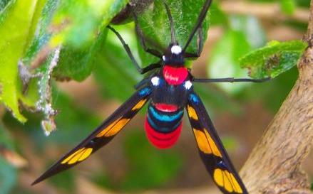 小朋友限定！專家帶你走入墾丁森林一窺昆蟲奧秘