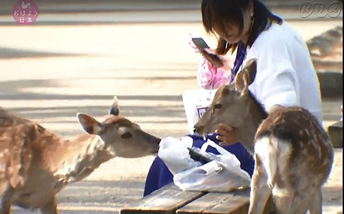９隻奈良鹿誤食塑膠袋瘦到見骨慘死　胃內塞滿4.3公斤垃圾