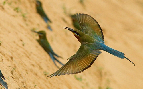 金門驚見數千精靈盤據　宛如奇幻世界