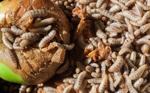 動物吃蟲蟲飼料也能救地球！循環經濟的最佳體現！